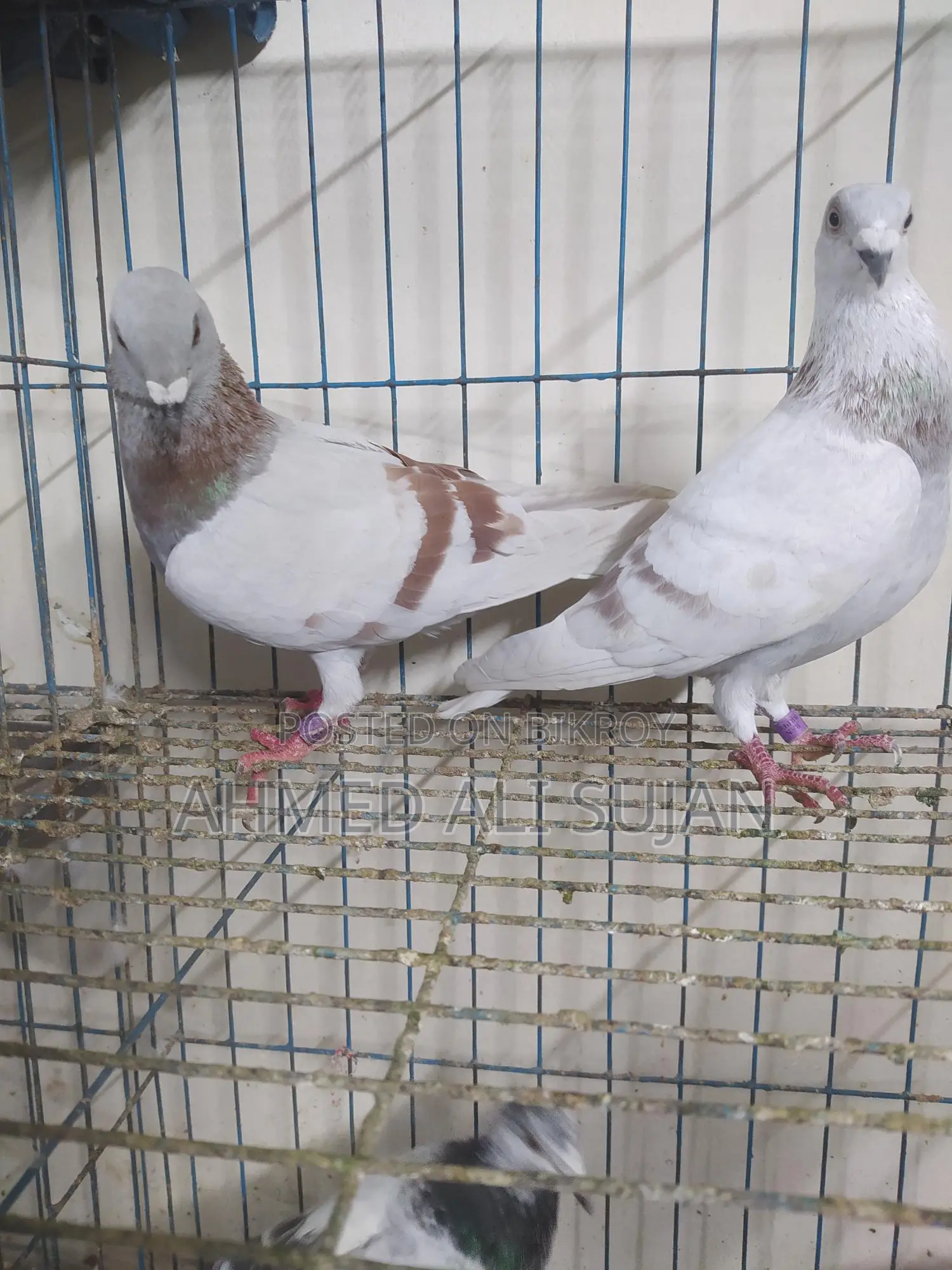 অরজিনাল মিলি রেসার লাইট কালার মাস্টার পেয়ার