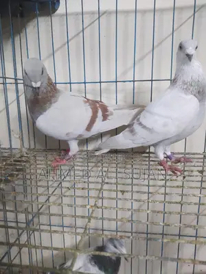 অরজিনাল মিলি রেসার লাইট কালার মাস্টার পেয়ার