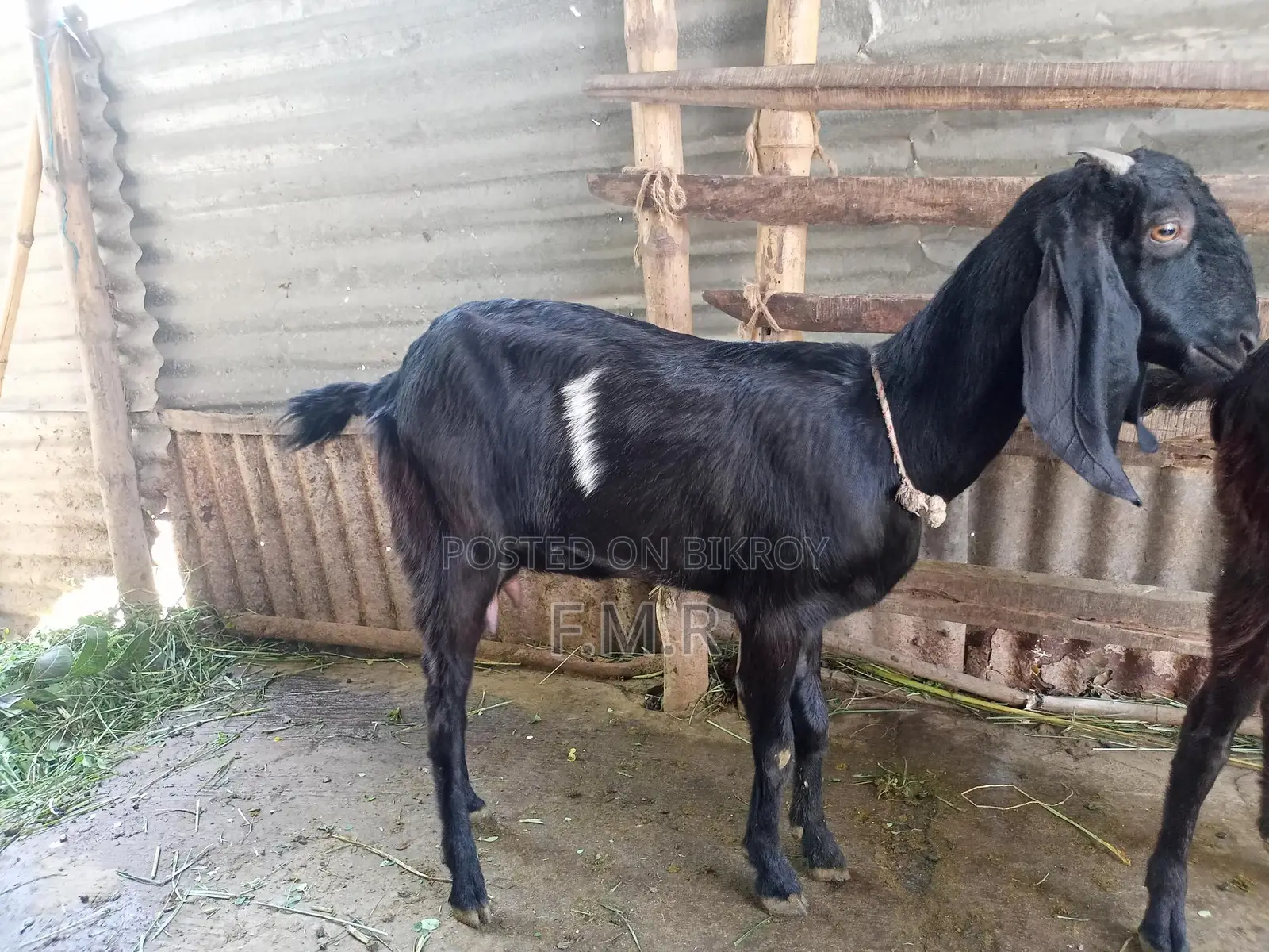 A Ram goat, a Deshal goat