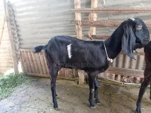 A Ram goat, a Deshal goat