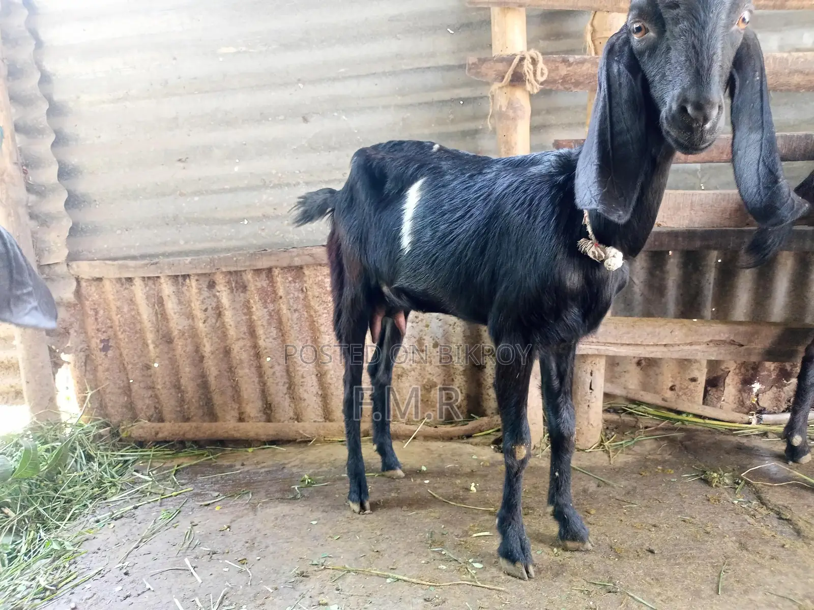 A Ram goat, a Deshal goat