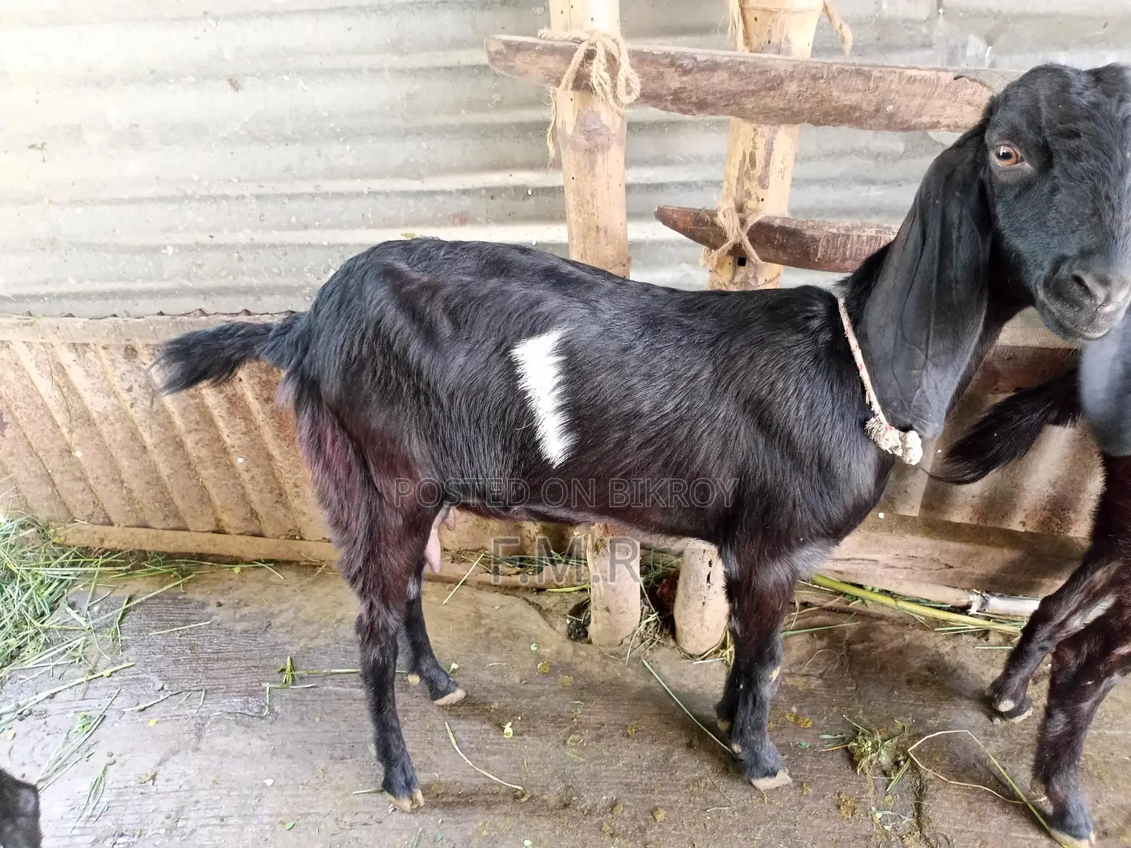 A Ram goat, a Deshal goat