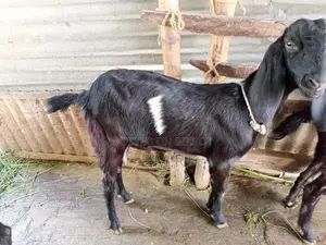 A Ram goat, a Deshal goat