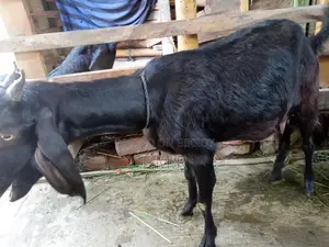 A Ram goat, a Deshal goat