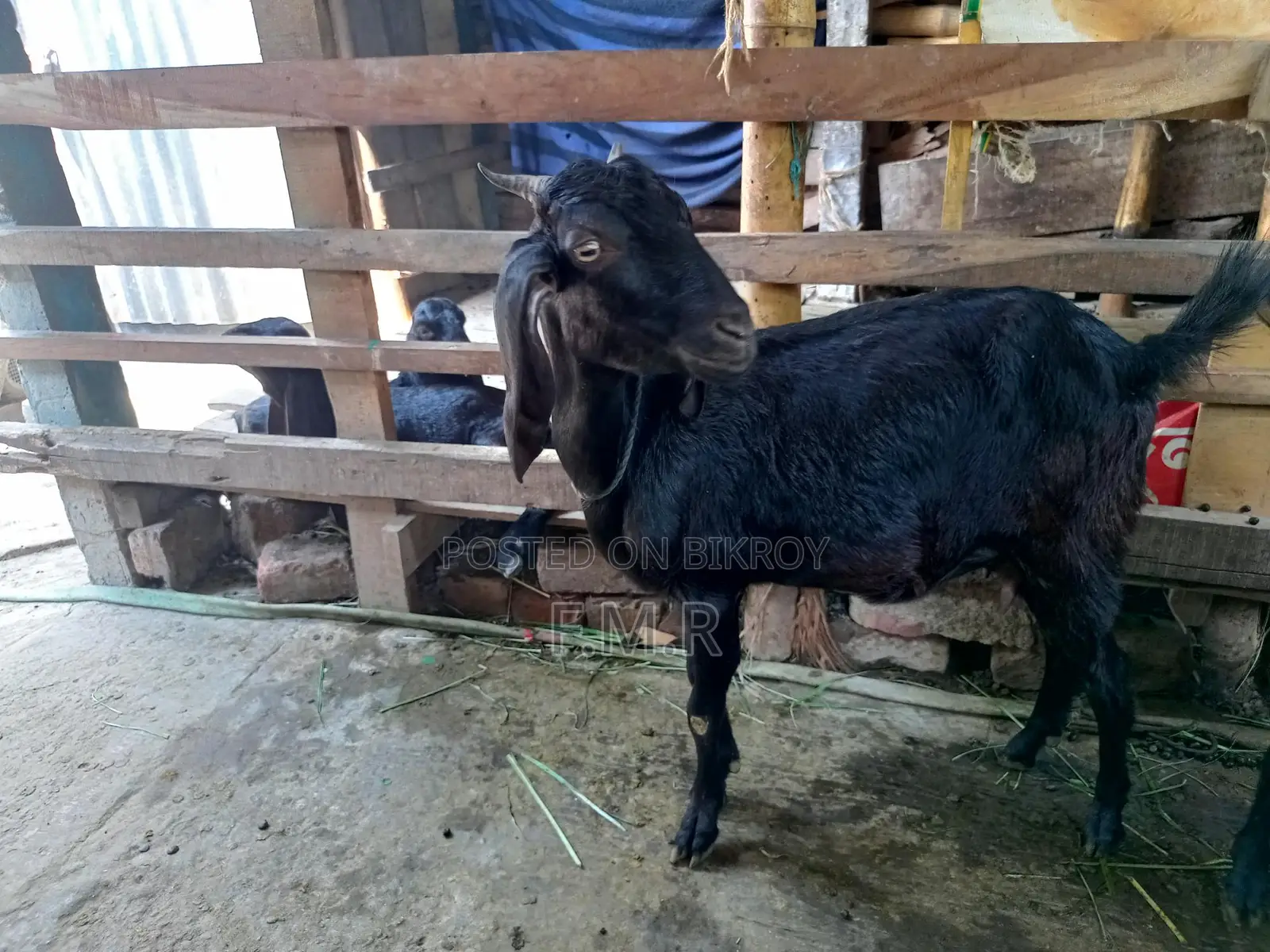 A Ram goat, a Deshal goat
