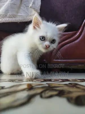 Pure Triple Coated Persian Available