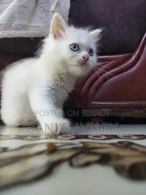 Pure Triple Coated Persian Available