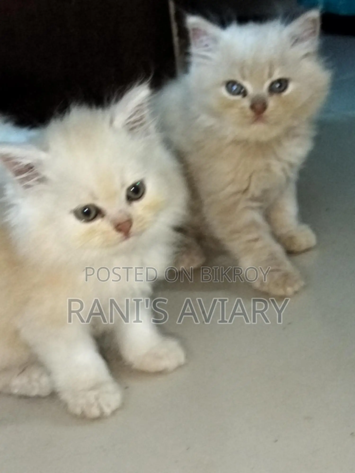 Pure Triple Coated Persian Available