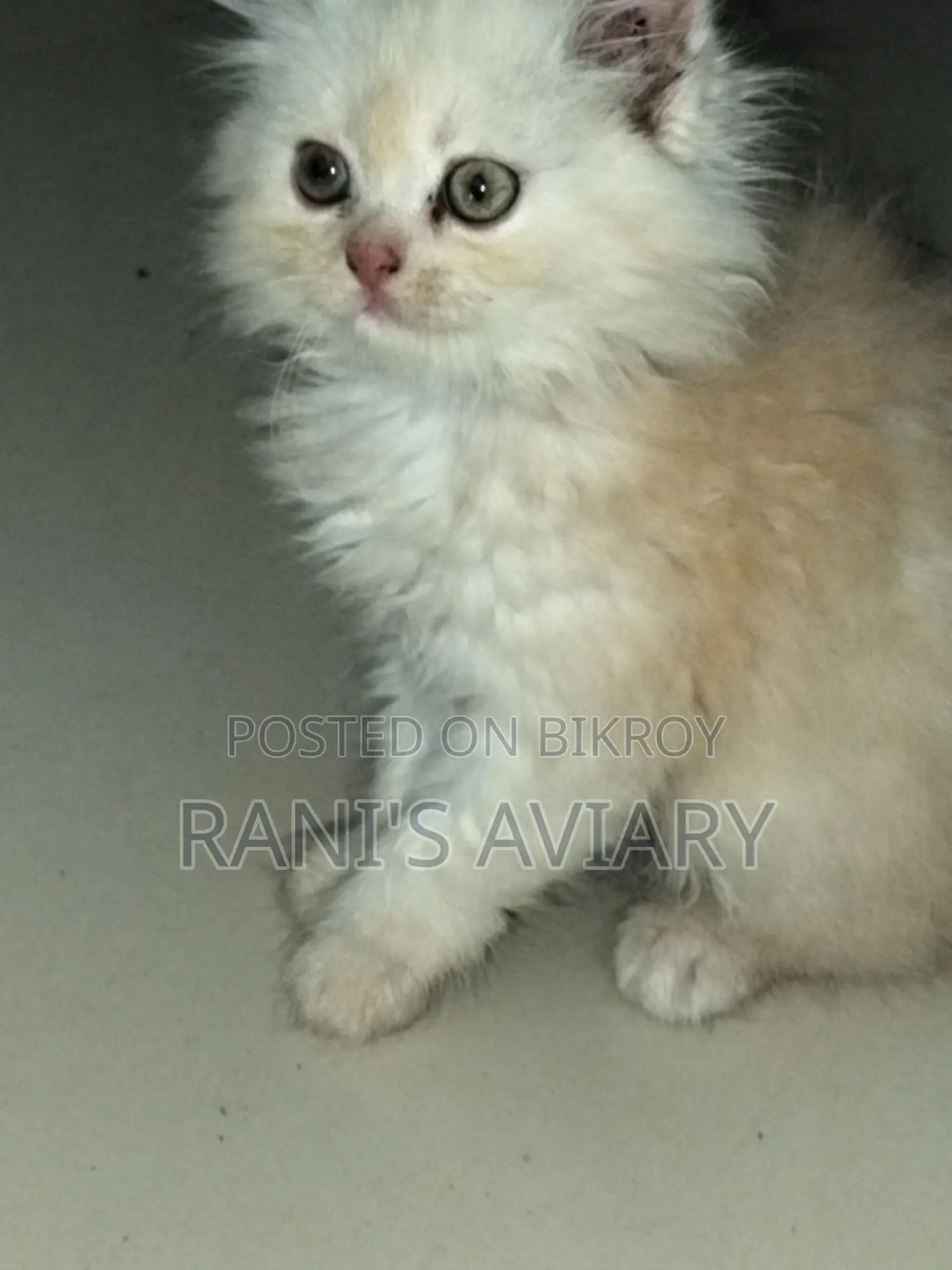 Pure Triple Coated Persian Available