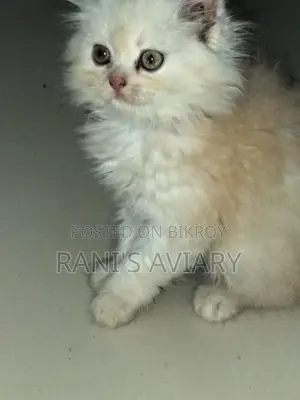 Pure Triple Coated Persian Available