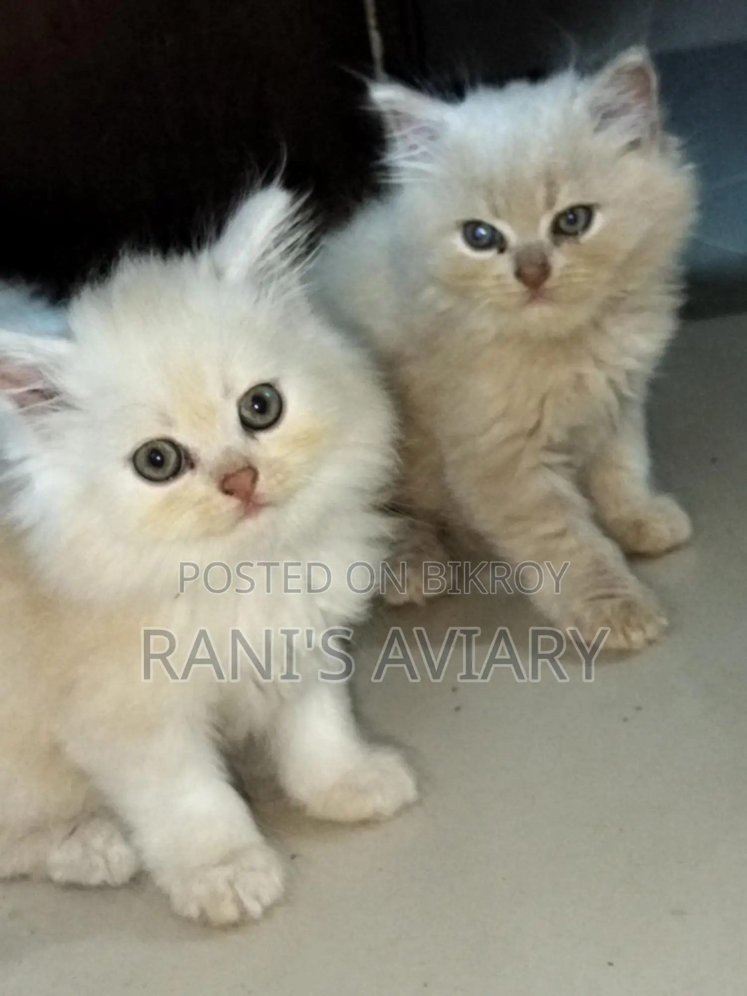Pure Triple Coated Persian Available