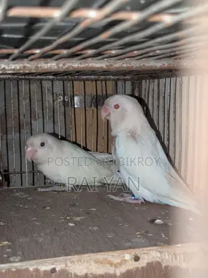 Albino Red Eye Love Bird