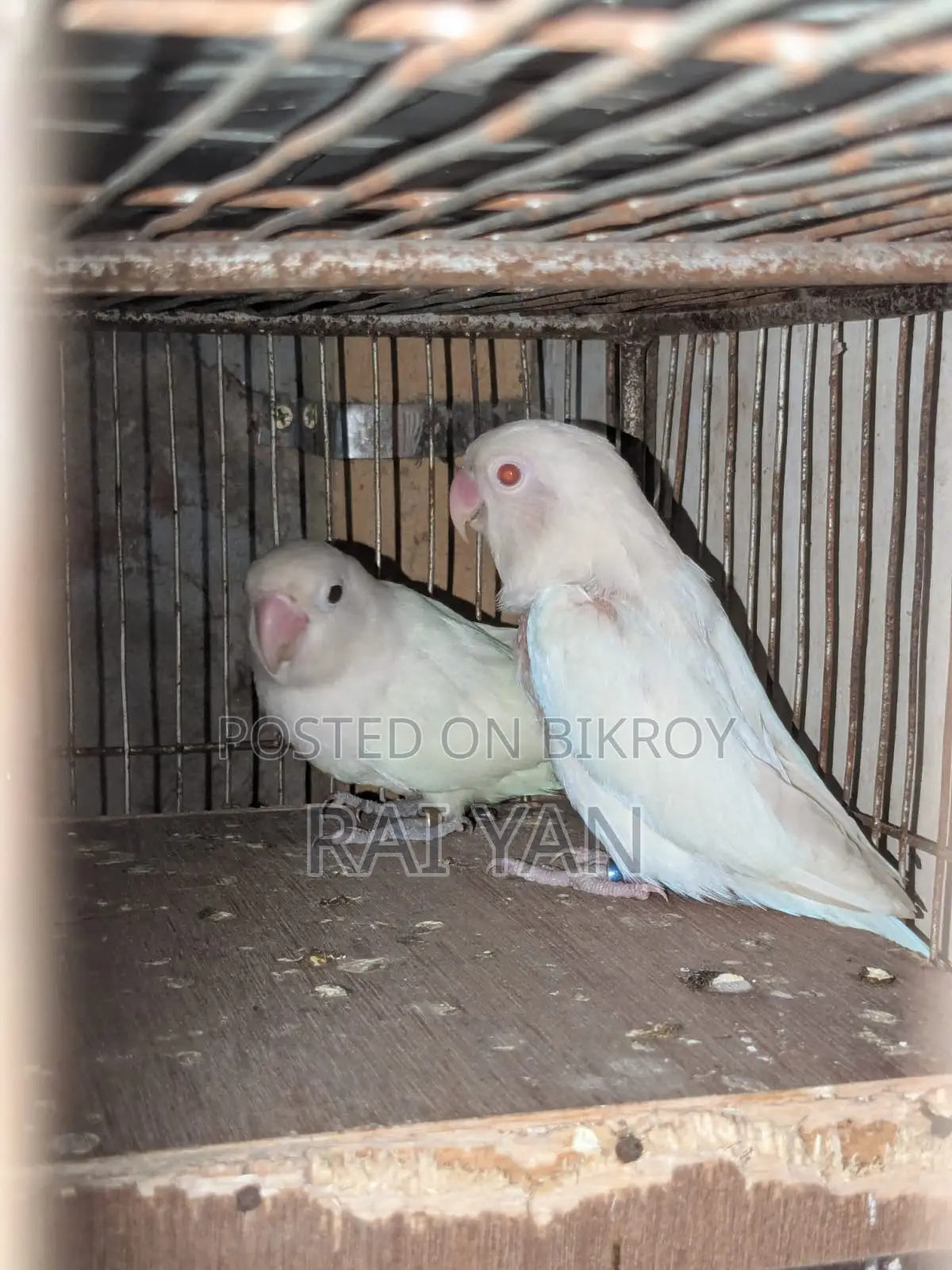 Albino Red Eye Love Bird