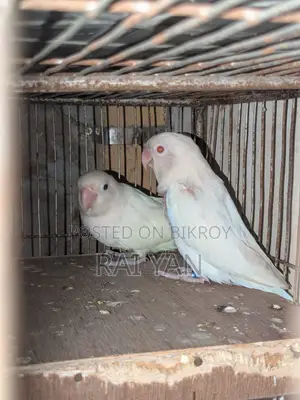 Albino Red Eye Love Bird
