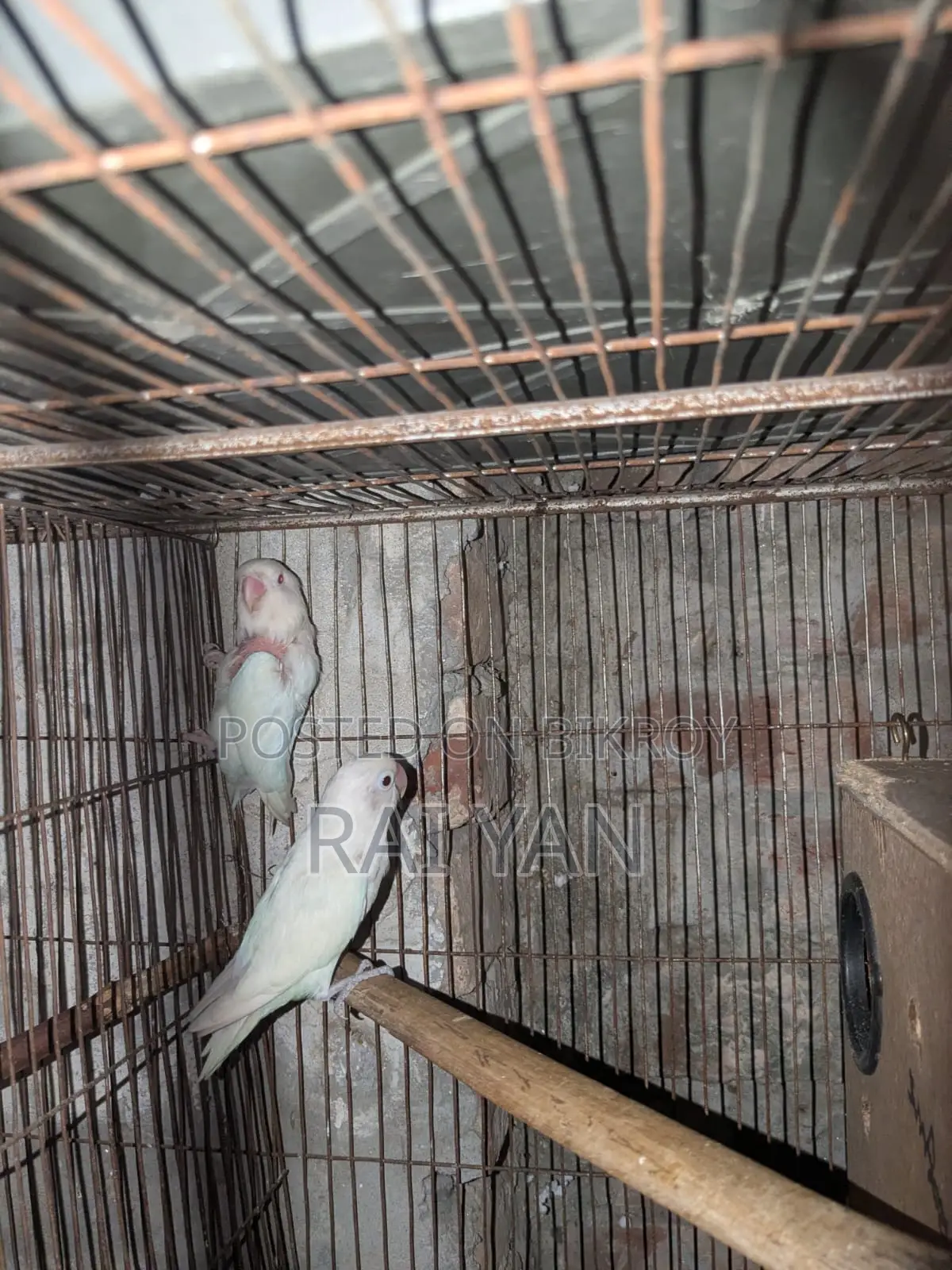 Albino Red Eye Love Bird