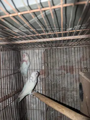 Albino Red Eye Love Bird