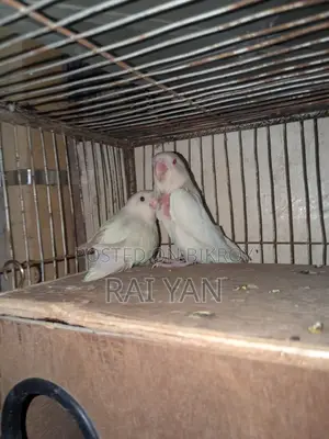 Albino Red Eye Love Bird