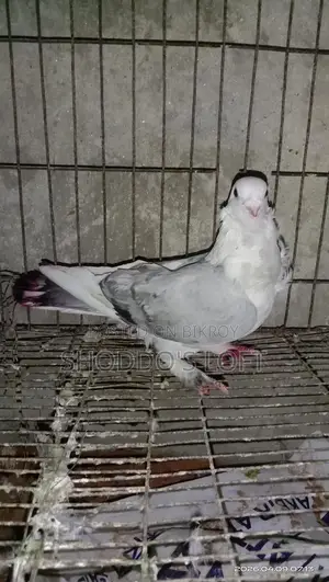 Kobutor Bikri Kora Hobe