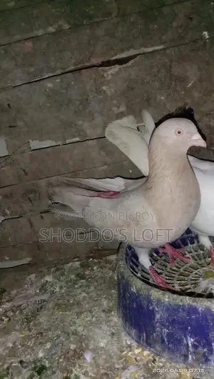 Pigeons for Sale