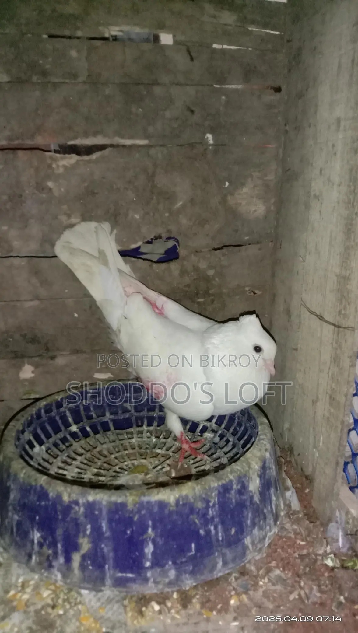 Pigeons for Sale