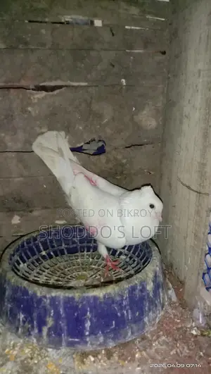 Pigeons for Sale