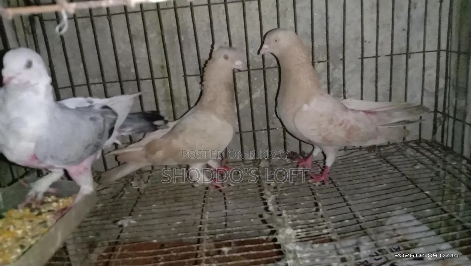 Pigeons for Sale