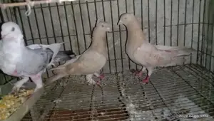 Pigeons for Sale