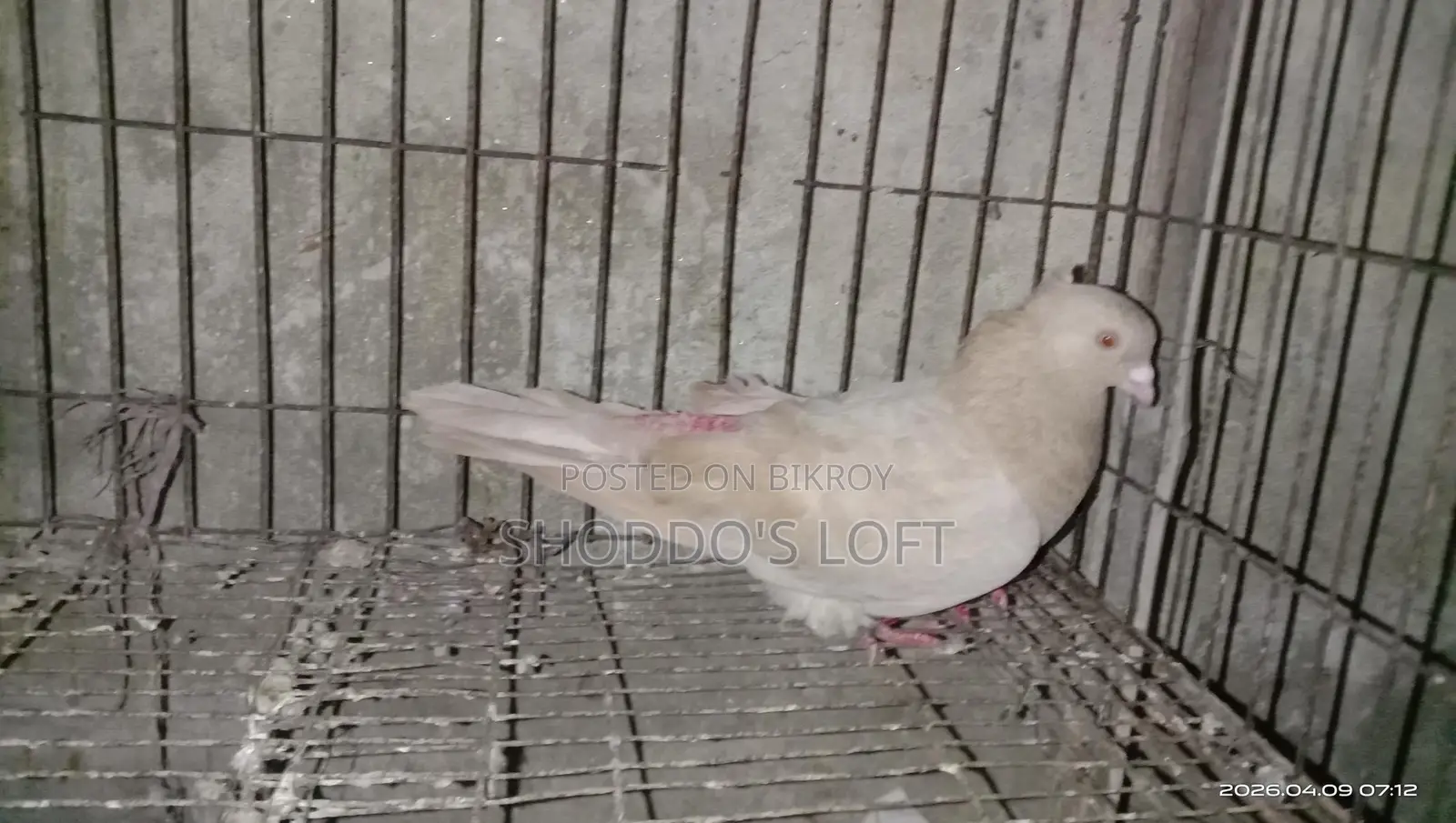 Pigeons for Sale