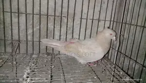 Pigeons for Sale