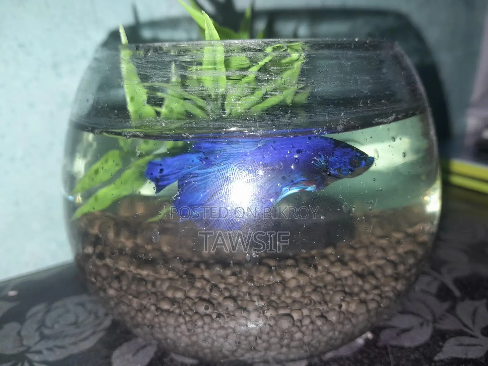Blue Betta Fish