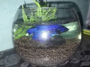 Blue Betta Fish