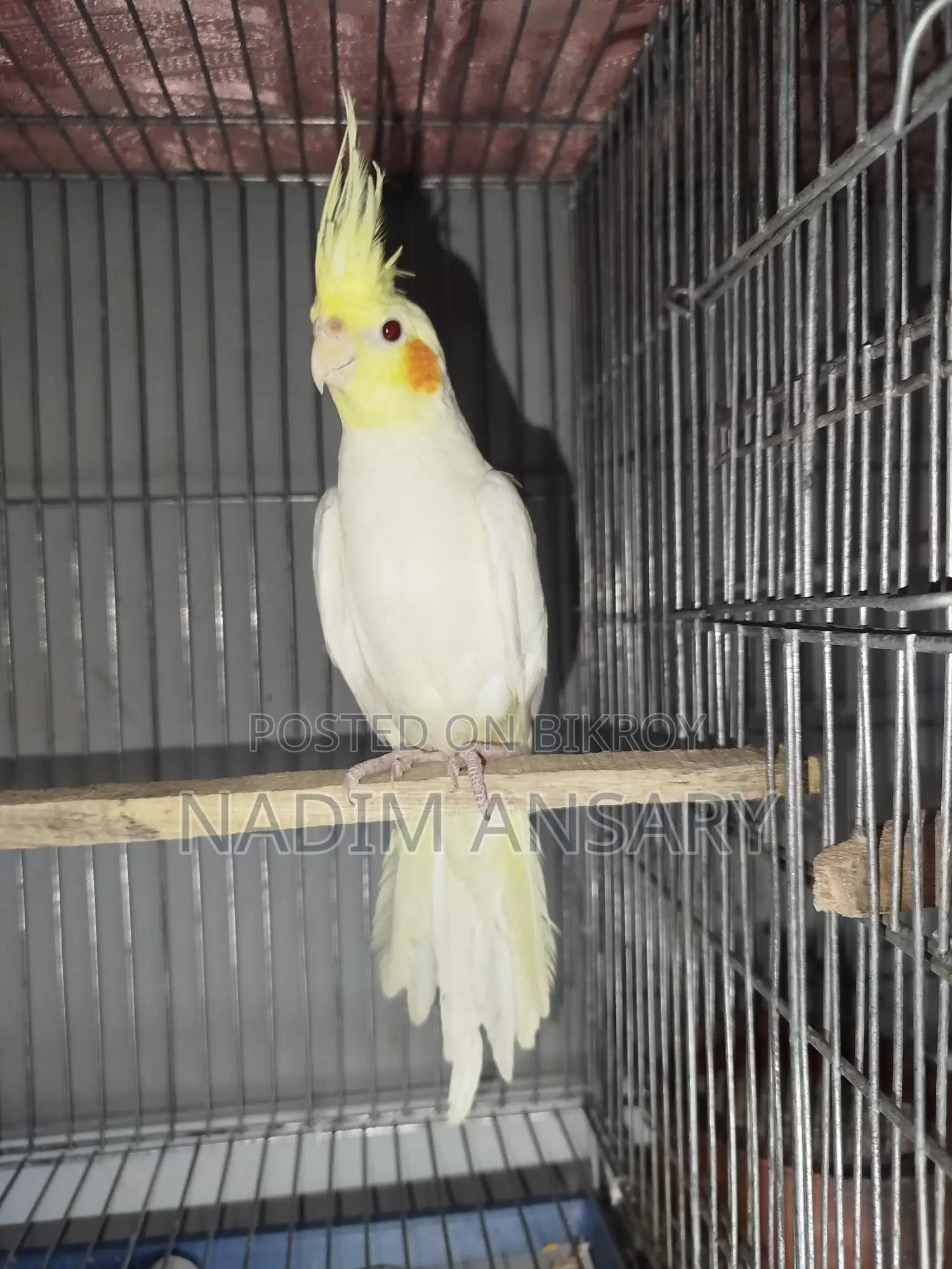 ককাটেল রেড আই এডাল্ট পাখি