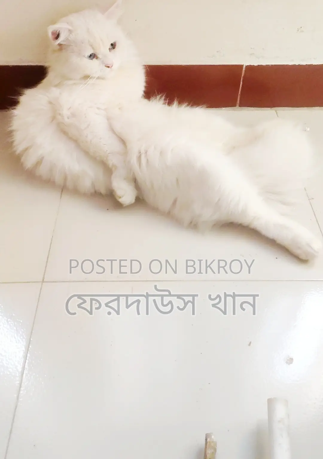 ব্লু আইস মেল বিগ সাইজ