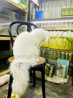 ব্লু আইস মেল বিগ সাইজ