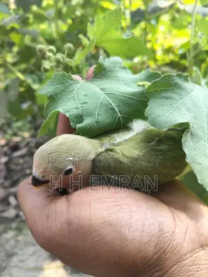 লাভ বার্ড পাখির বেবি