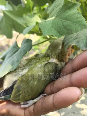 লাভ বার্ড পাখির বেবি