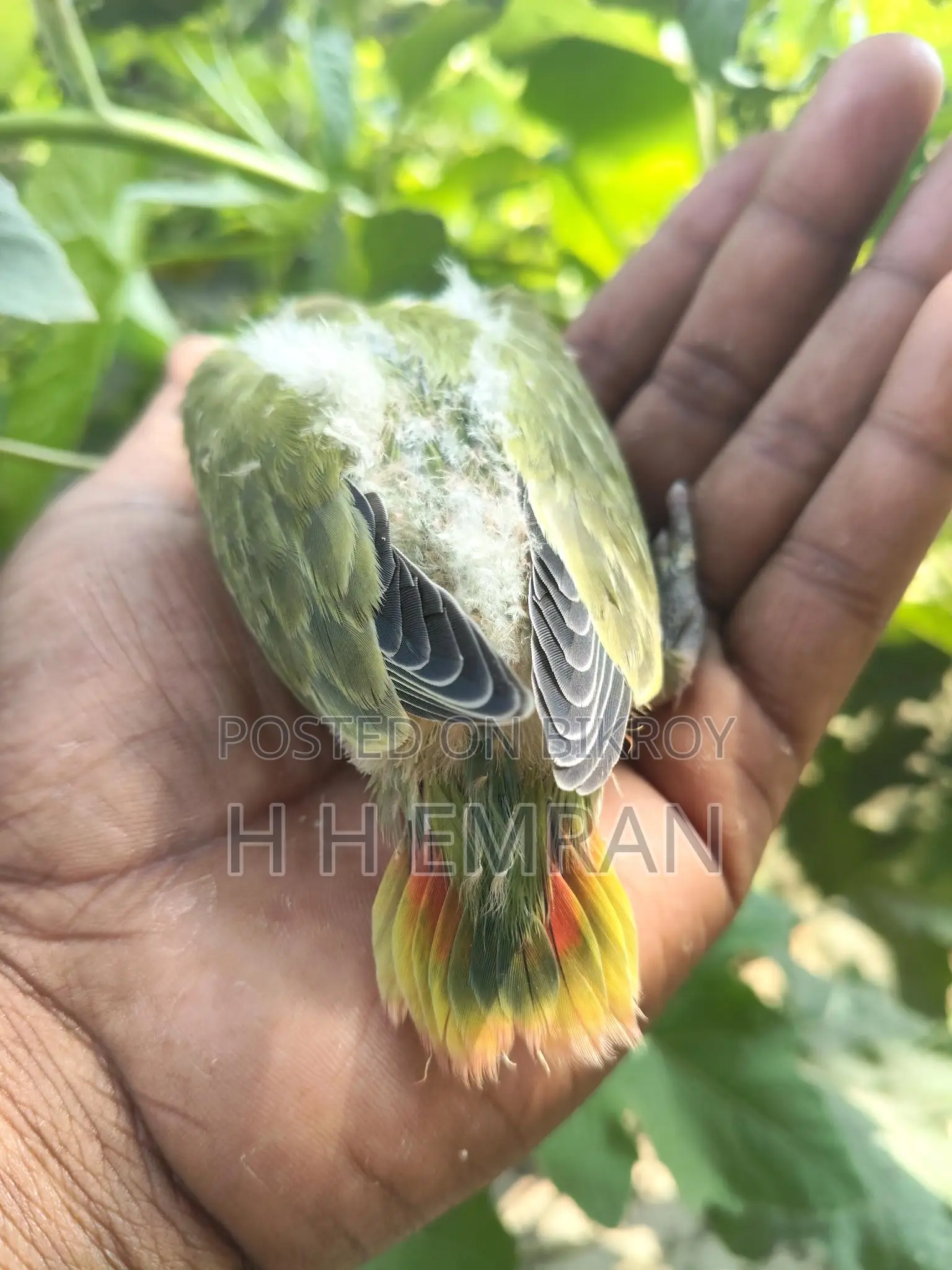 লাভ বার্ড পাখির বেবি
