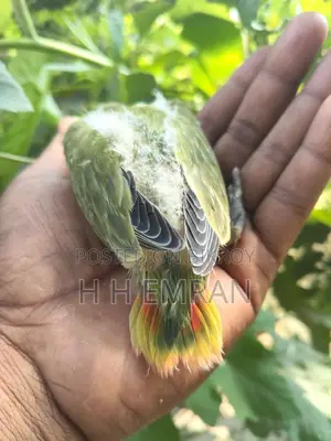 লাভ বার্ড পাখির বেবি
