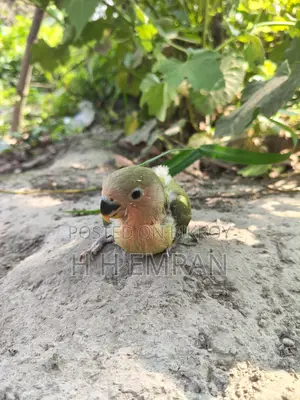 লাভ বার্ড পাখির বেবি