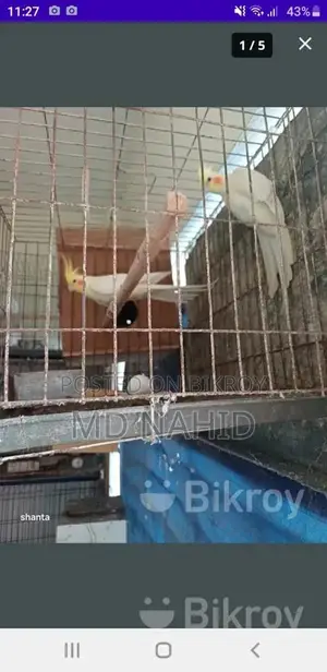 Cockatiel Bird