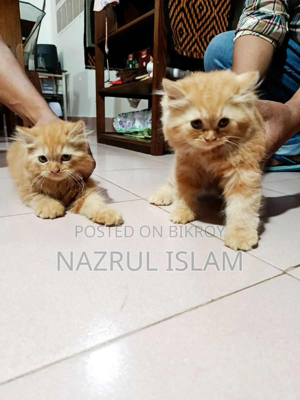 Persian Cat