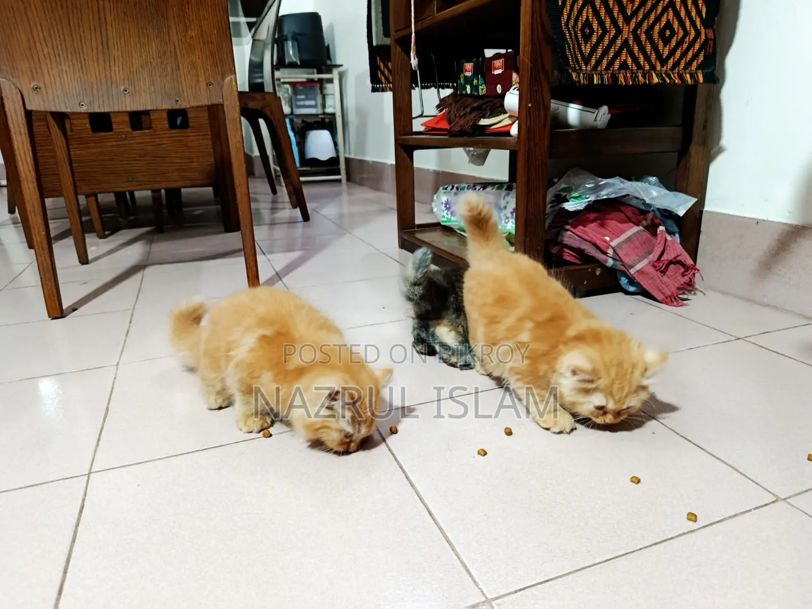 Persian Cat