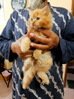 Persian Cat