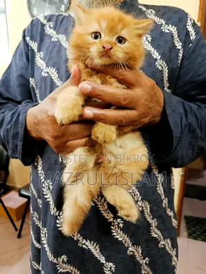 Persian Cat