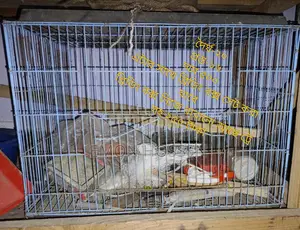 3 Chinese Cages, 1 Breeding Box, Pot, 15 Food + Water Bowls