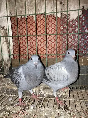 Three pairs of high-bloodline racer babies for sale