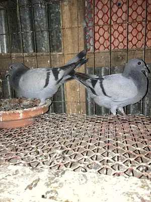 Three pairs of high-bloodline racer babies for sale