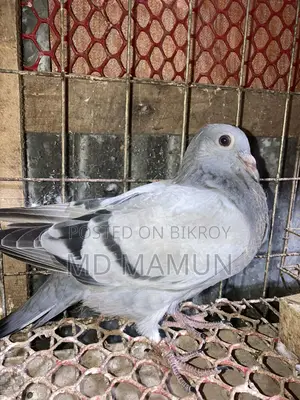 Three pairs of high-bloodline racer babies for sale
