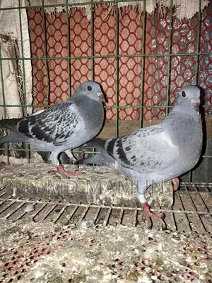 Three pairs of high-bloodline racer babies for sale
