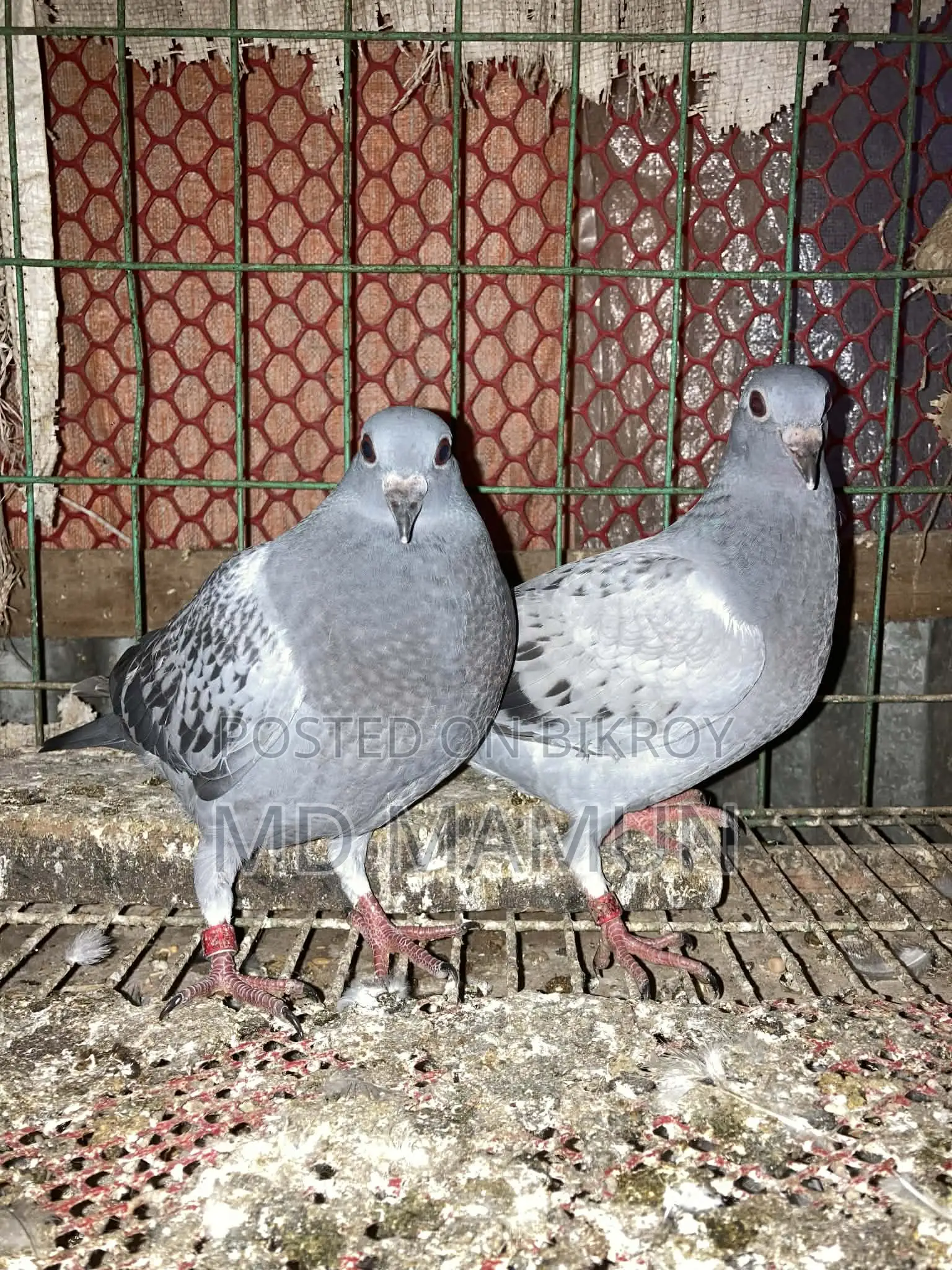 Three pairs of high-bloodline racer babies for sale